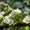 Pyrus communis 'Conference' - zeer oude laagstam