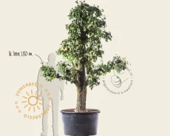 Pyrus communis 'Conference' - zeer oude laagstam