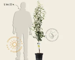 Pyrus communis 'Doyenne du Comice' - laagstam