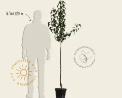 Pyrus communis 'Doyenne du Comice' - halfstam
