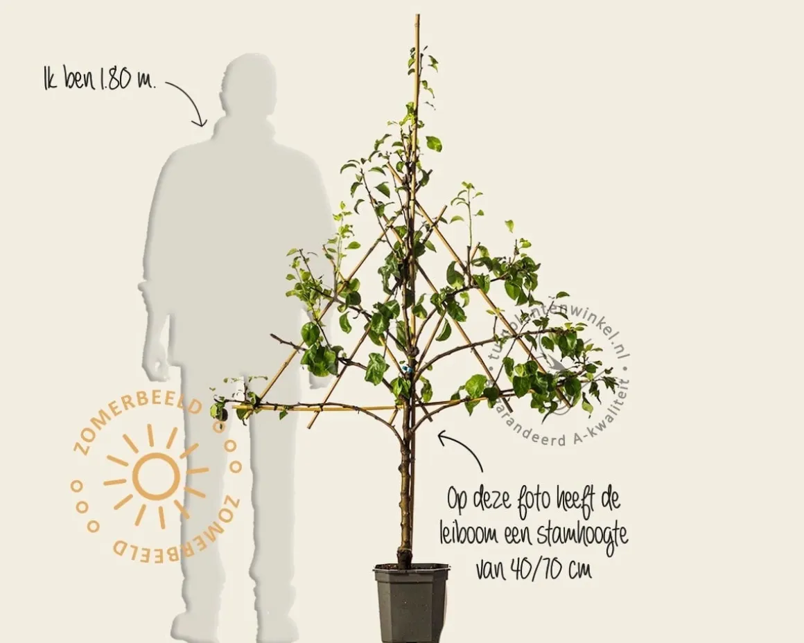 Pyrus communis 'Doyenne du Comice' - lei-vorm