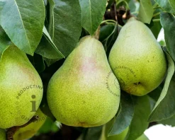 Pyrus communis 'Doyenne du Comice' - lei-vorm