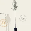 Pyrus communis 'Doyenne du Comice' - hoogstam