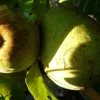 Pyrus communis 'Doyenne du Comice' - mini