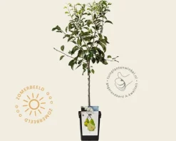 Pyrus communis 'Doyenne du Comice' - mini