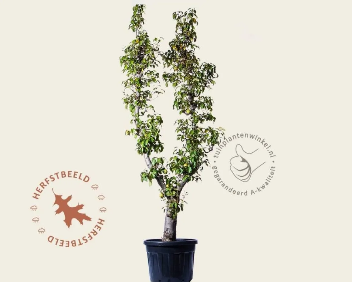 Pyrus communis 'Doyenne du Comice' - oude U-vorm