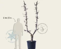 Pyrus communis 'Doyenne du Comice' - oude U-vorm