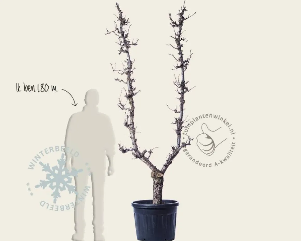 Pyrus communis 'Doyenne du Comice' - oude U-vorm