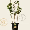 Pyrus communis 'Doyenne du Comice' - U-vorm
