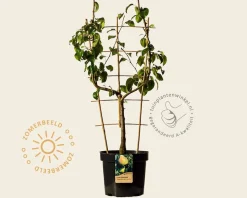 Pyrus communis 'Doyenne du Comice' - U-vorm