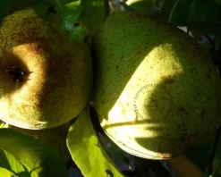 Pyrus communis 'Doyenne du Comice' - U-vorm