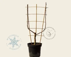 Pyrus communis 'Doyenne du Comice' - U-vorm