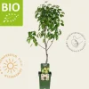 Pyrus communis 'Doyenne du Comice' - BIO mini
