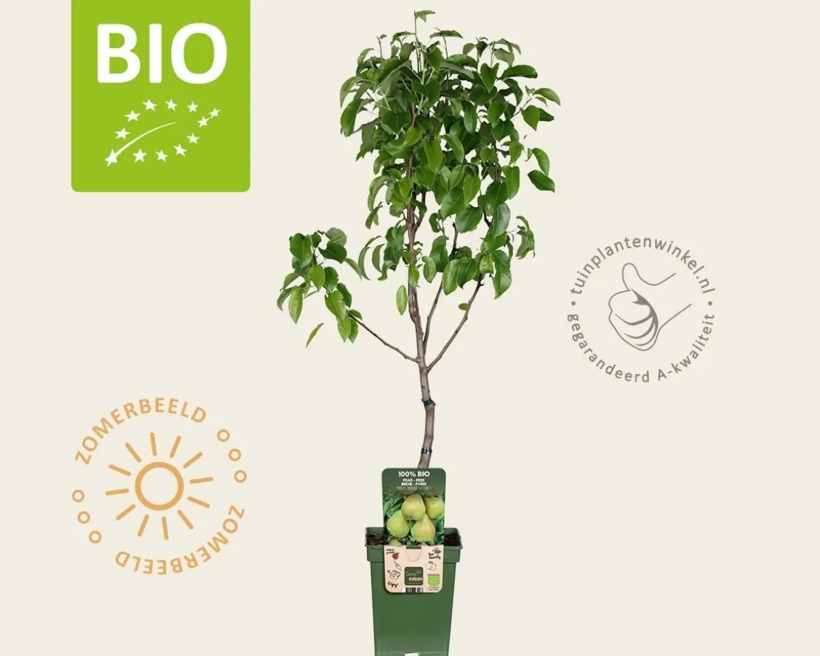 Pyrus communis 'Doyenne du Comice' - BIO mini