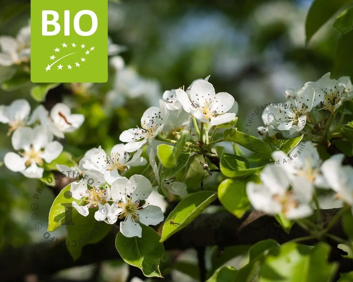 Pyrus communis 'Doyenne du Comice' - BIO mini