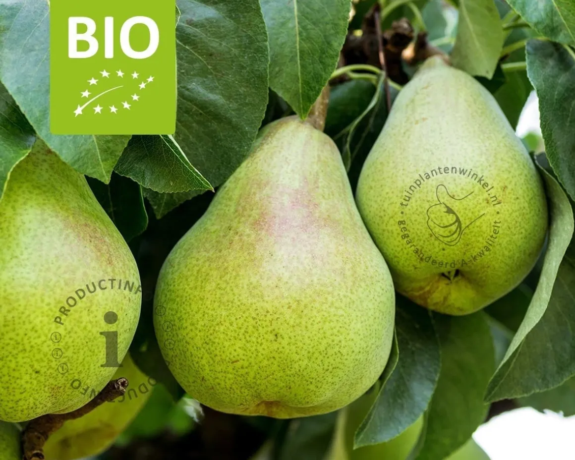 Pyrus communis 'Doyenne du Comice' - BIO mini
