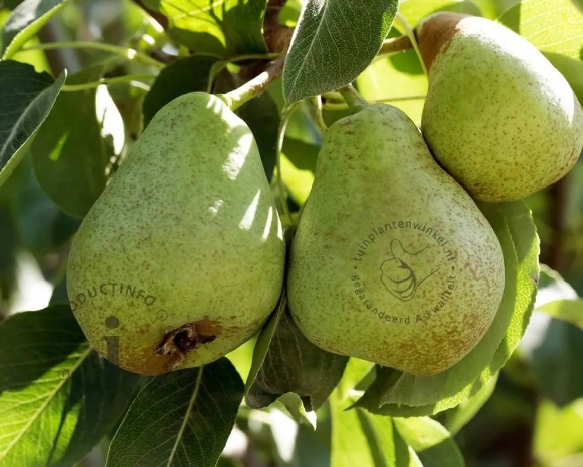 Pyrus communis DUO 'Conference' & 'Williams'