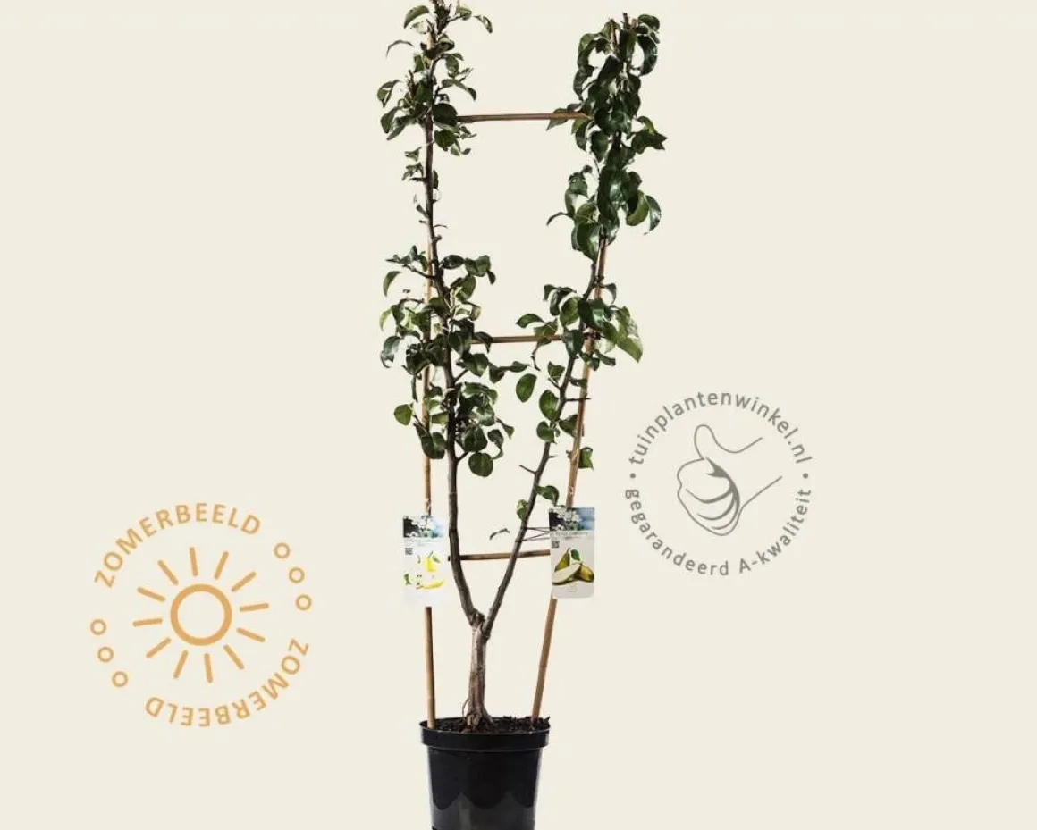 Pyrus communis DUO 'Conference' & 'Williams'