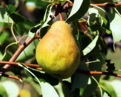 Pyrus communis 'Durondeau' - halfstam