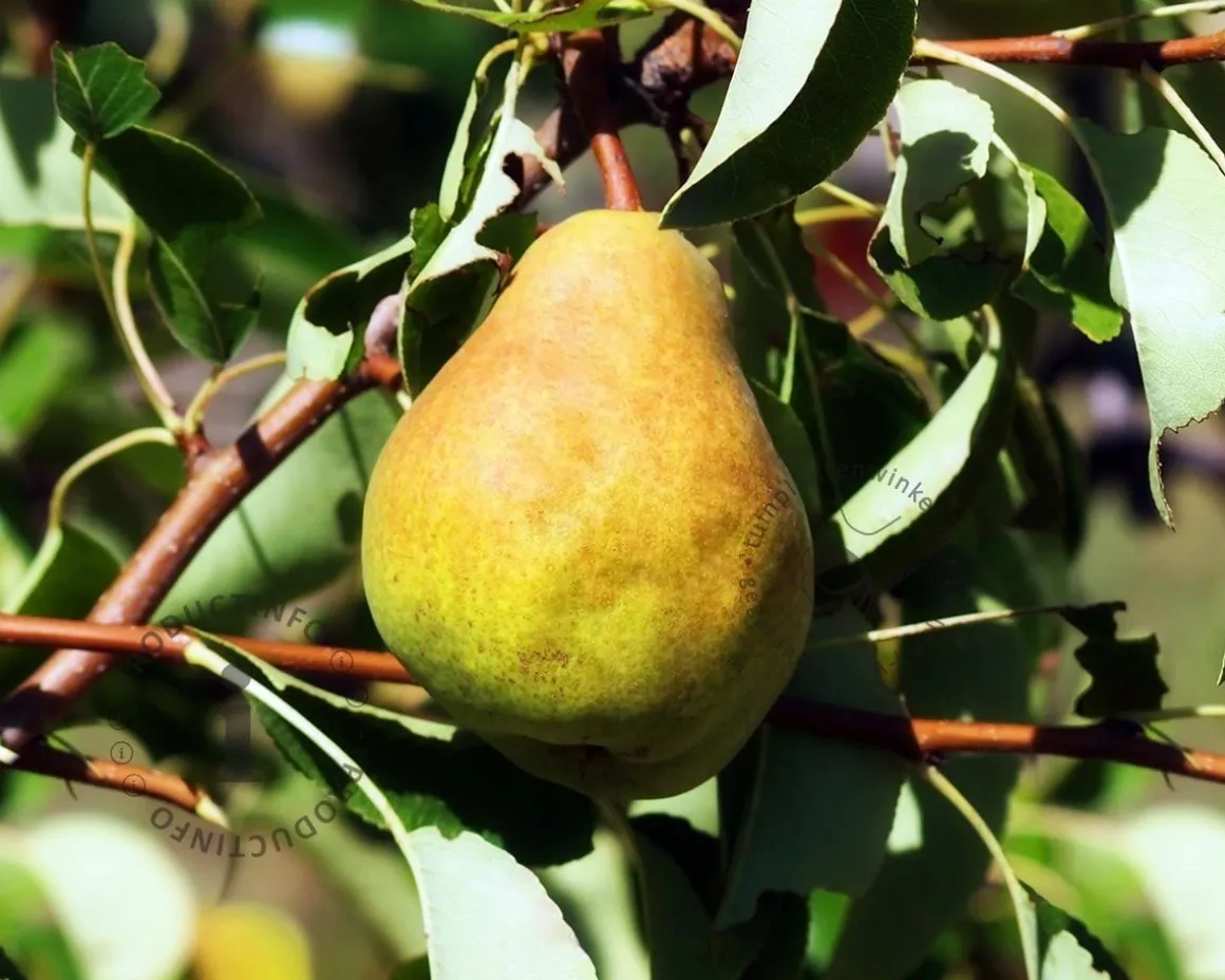 Pyrus communis 'Durondeau' - halfstam