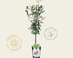 Pyrus communis 'Gieser Wildeman' - mini