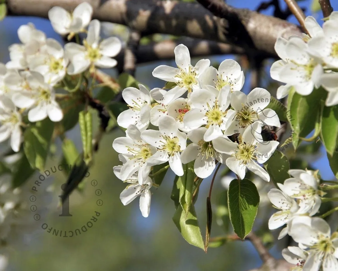 Pyrus communis 'Gieser Wildeman' - mini