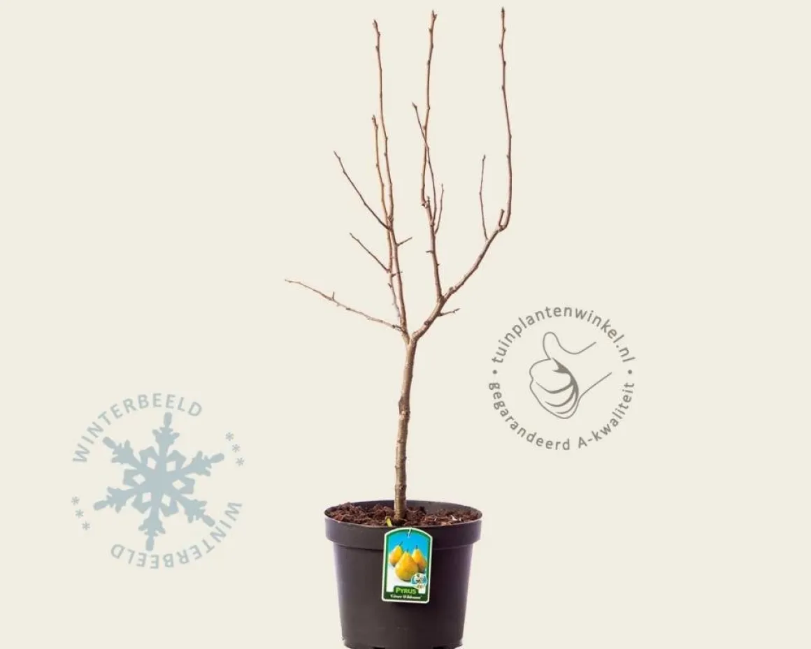 Pyrus communis 'Gieser Wildeman' - mini