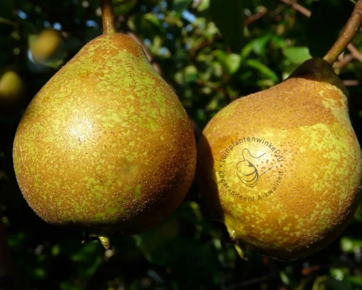 Pyrus communis 'Gieser Wildeman' - laagstam