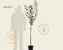 Pyrus communis 'Gieser Wildeman' - halfstam