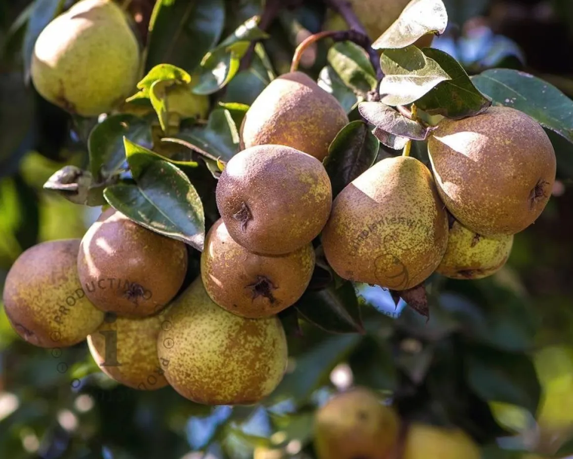 Pyrus communis 'Gieser Wildeman' - hoogstam