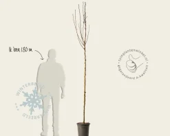 Pyrus communis 'Gieser Wildeman' - hoogstam