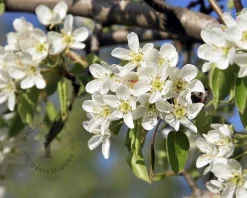 Pyrus communis 'Gieser Wildeman' - lei-vorm