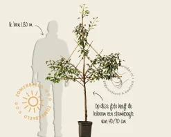 Pyrus communis 'Gieser Wildeman' - lei-vorm
