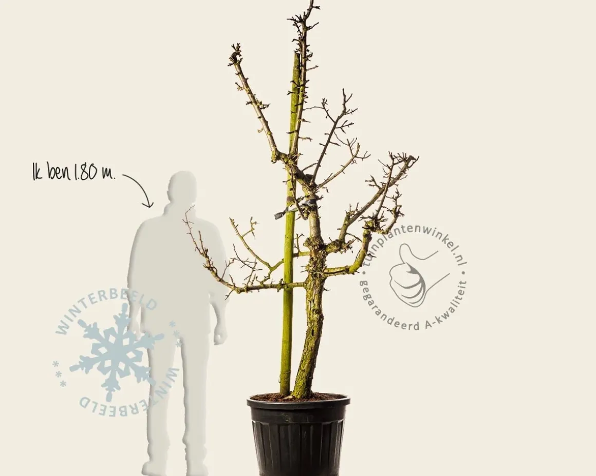 Pyrus communis 'Gieser Wildeman' - oude laagstam