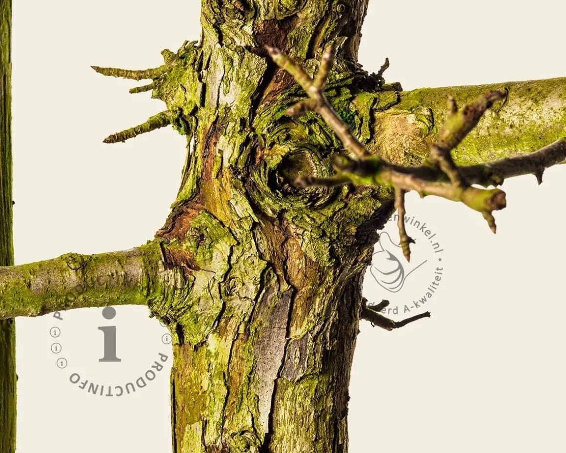 Pyrus communis 'Gieser Wildeman' - oude laagstam