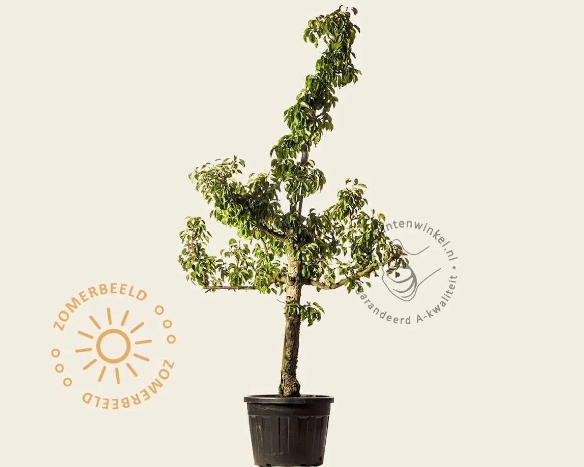 Pyrus communis 'Gieser Wildeman' - oude laagstam