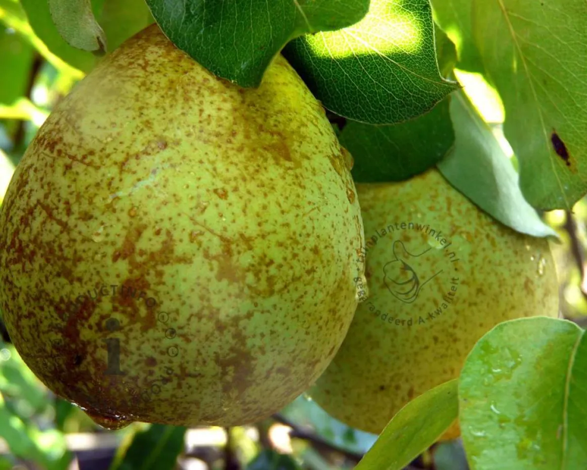 Pyrus communis 'Louisa' - mini