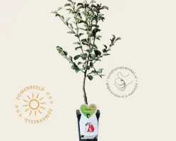 Pyrus communis 'Rote Williams' - mini