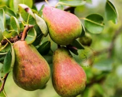 Pyrus communis 'Rote Williams' - mini