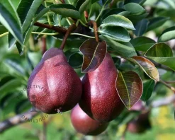 Pyrus communis 'Rote Williams' - mini