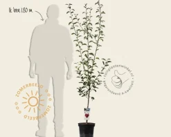 Pyrus communis 'Rote Williams' - laagstam