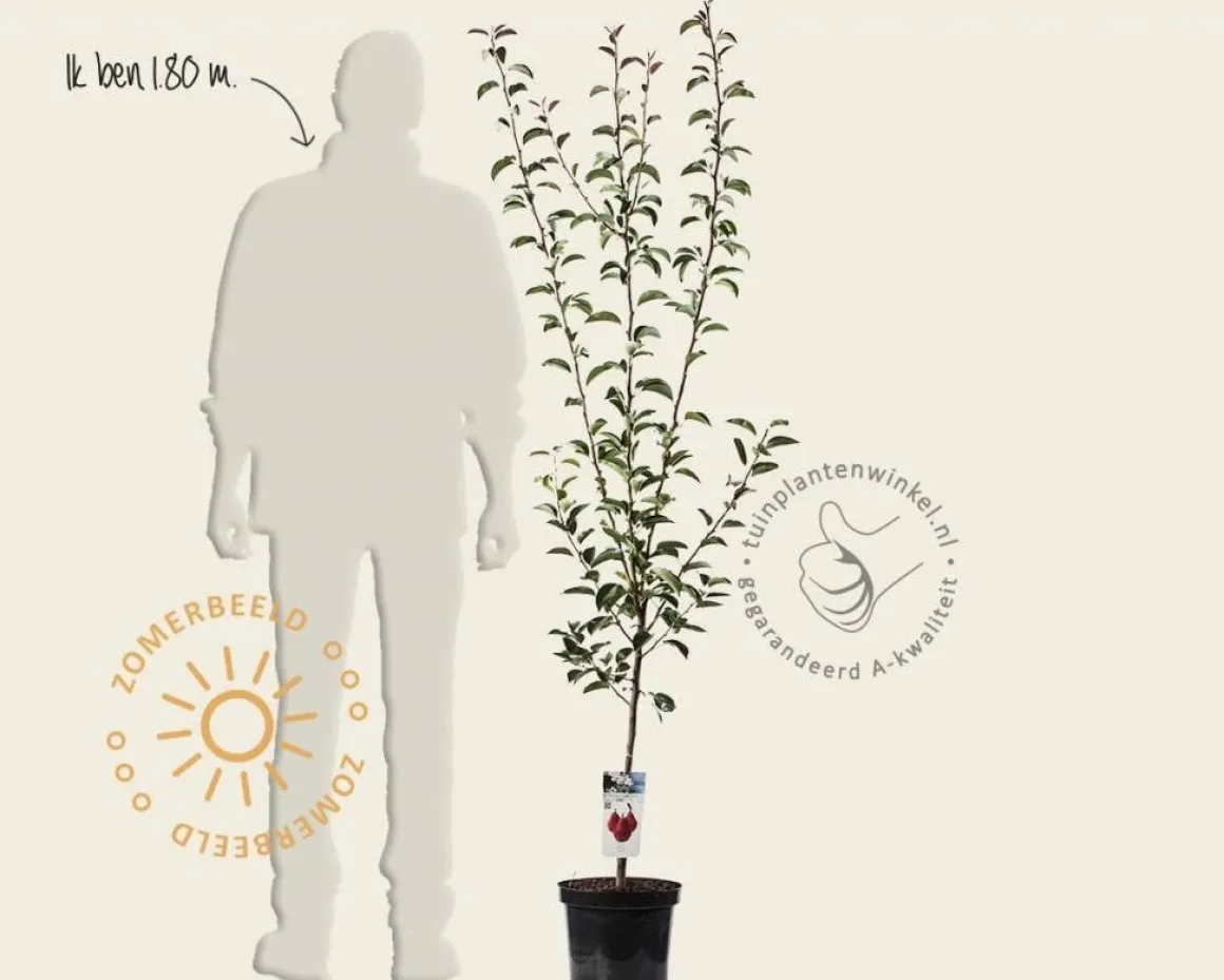 Pyrus communis 'Rote Williams' - laagstam