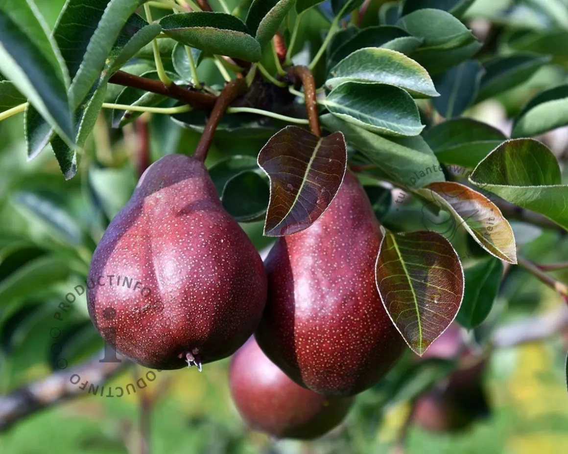 Pyrus communis 'Rote Williams' - laagstam
