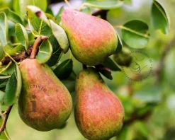 Pyrus communis 'Rote Williams' - halfstam
