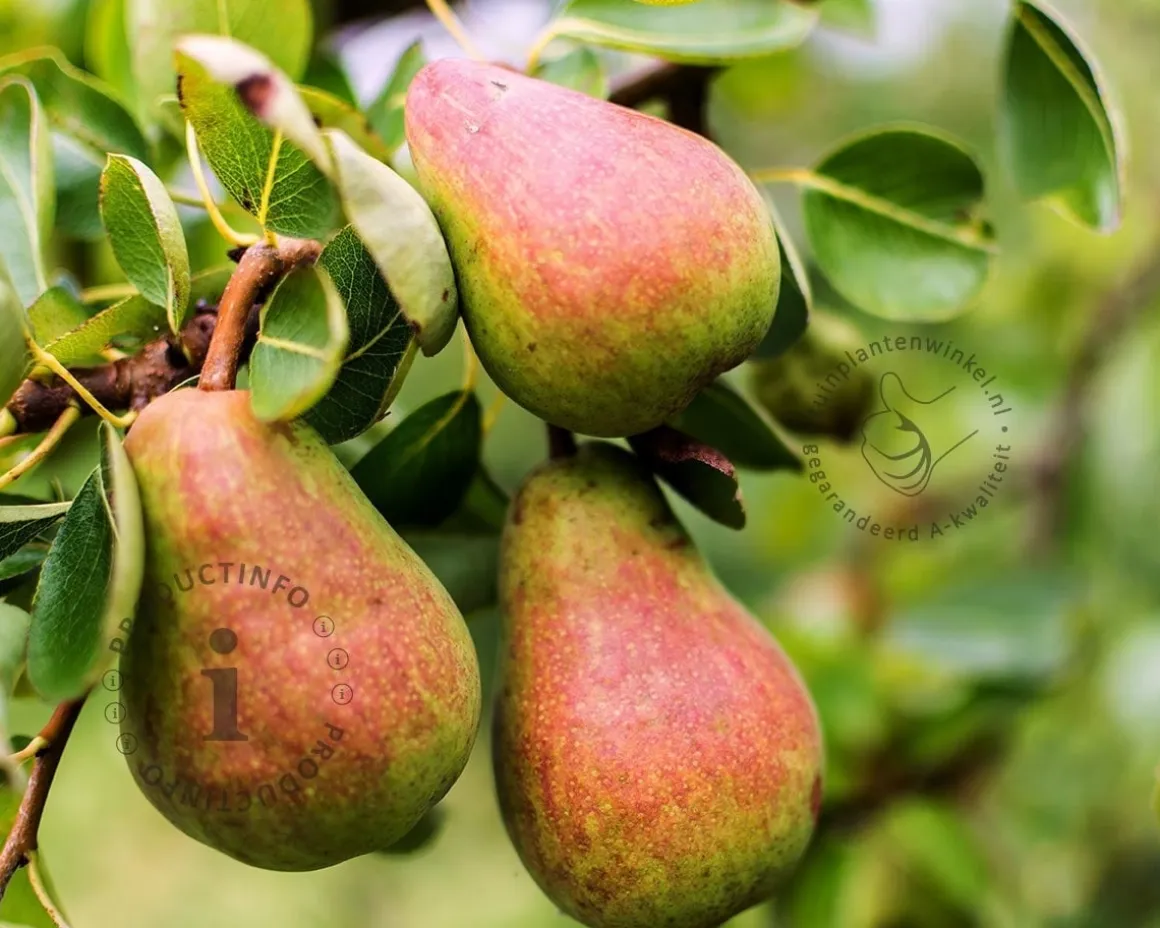 Pyrus communis 'Rote Williams' - halfstam