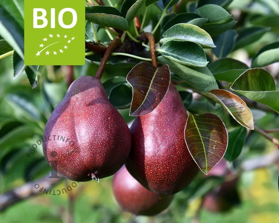 Pyrus communis 'Rote Williams' - BIO mini