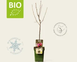 Pyrus communis 'Rote Williams' - BIO mini
