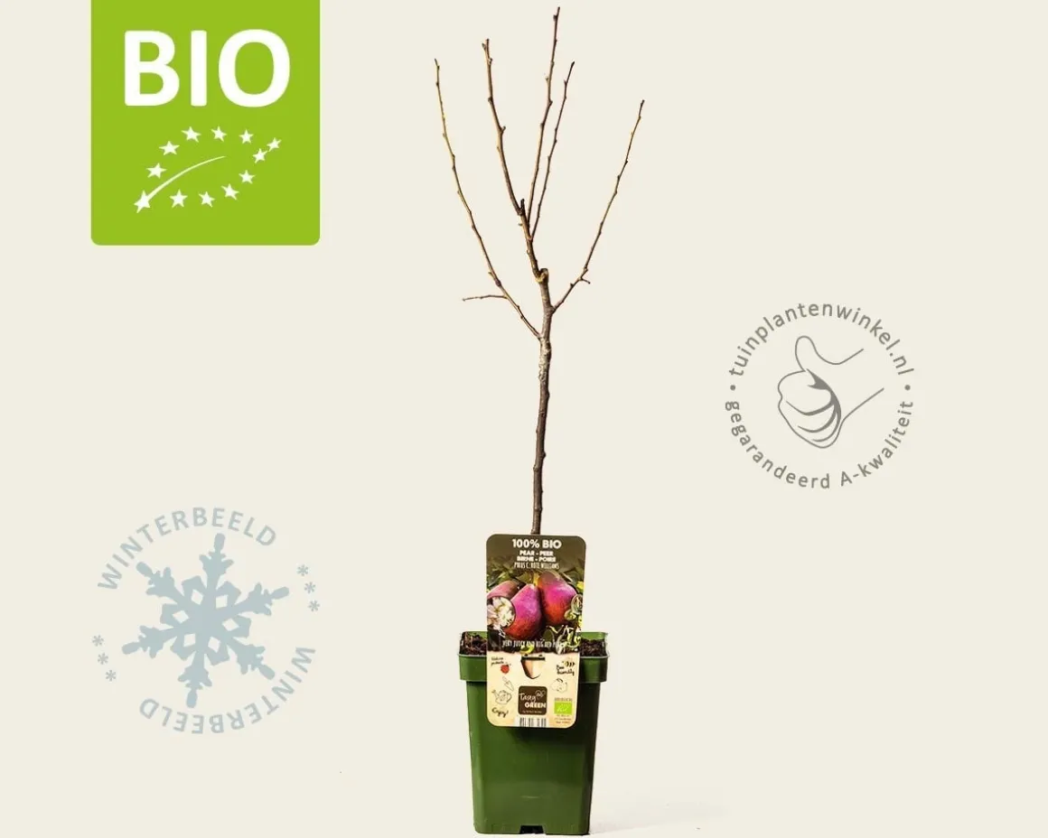 Pyrus communis 'Rote Williams' - BIO mini
