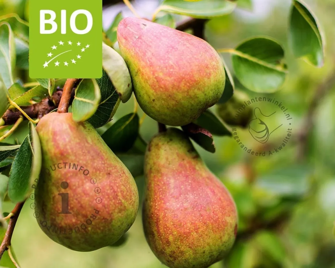 Pyrus communis 'Rote Williams' - BIO mini