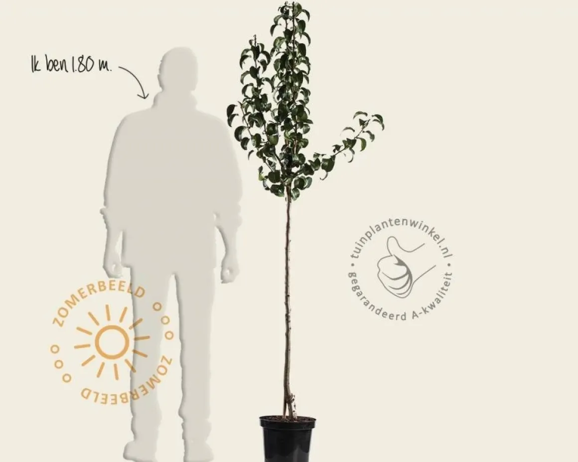Pyrus communis 'Saint Remy' - halfstam